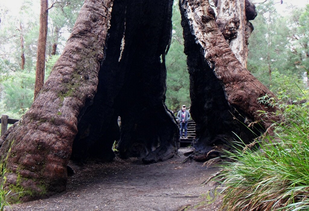 Giant Tingle Tree.. by robz
