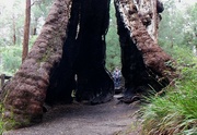 16th Aug 2023 - Giant Tingle Tree..