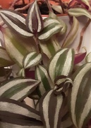 13th Sep 2023 - Tradescantia or Wandering Jew, variegated leaves.