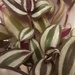 Tradescantia or Wandering Jew, variegated leaves. by grace55