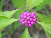 12th Sep 2023 - American Beauty Berry 