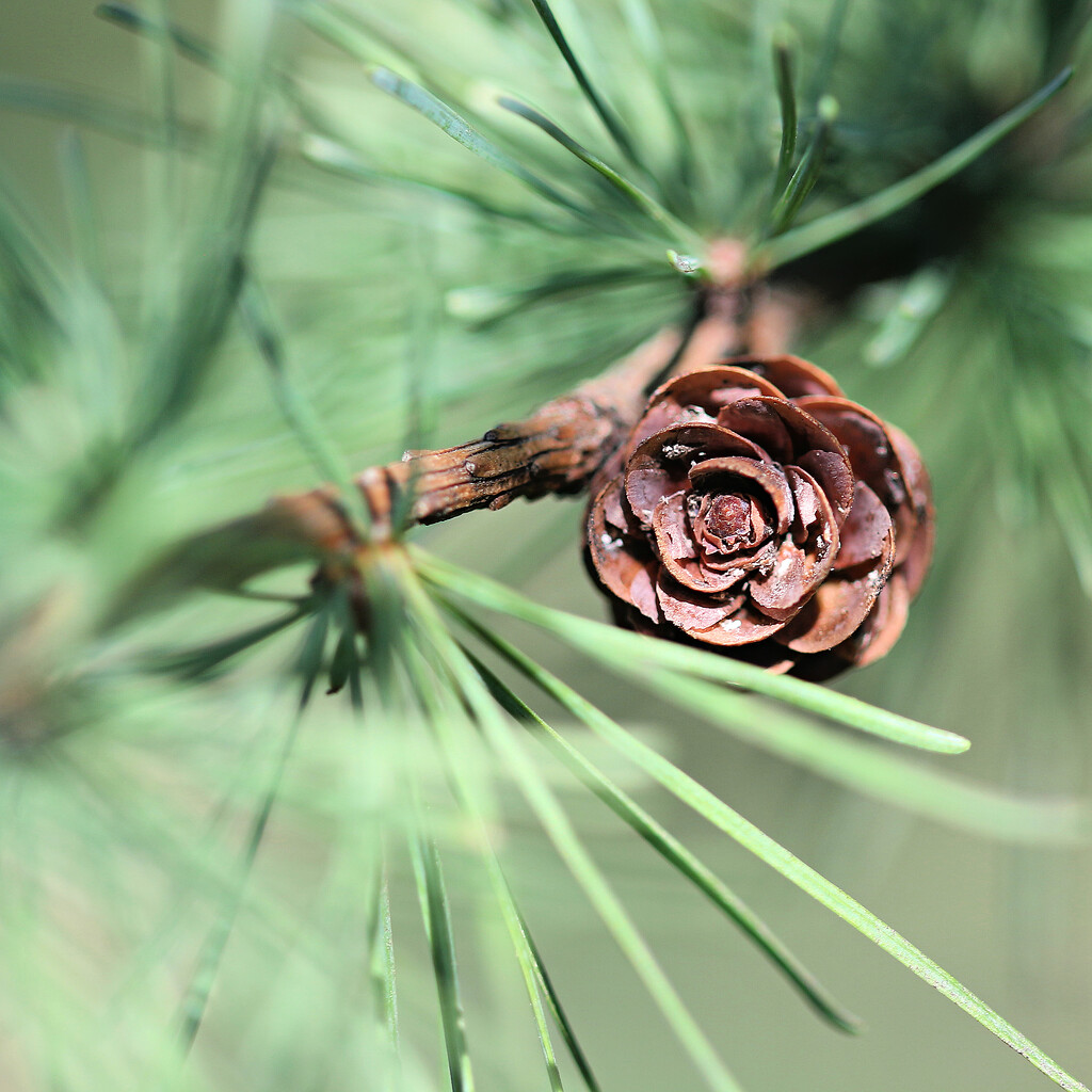 Tamarack by juliedduncan