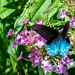 butterfly by mdaskin