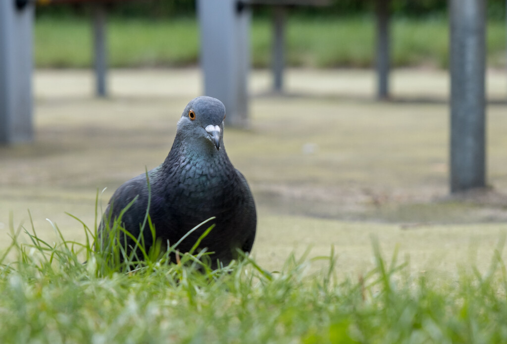 Curious pigeon by kiermek