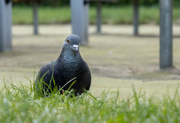 7th Sep 2023 - Curious pigeon