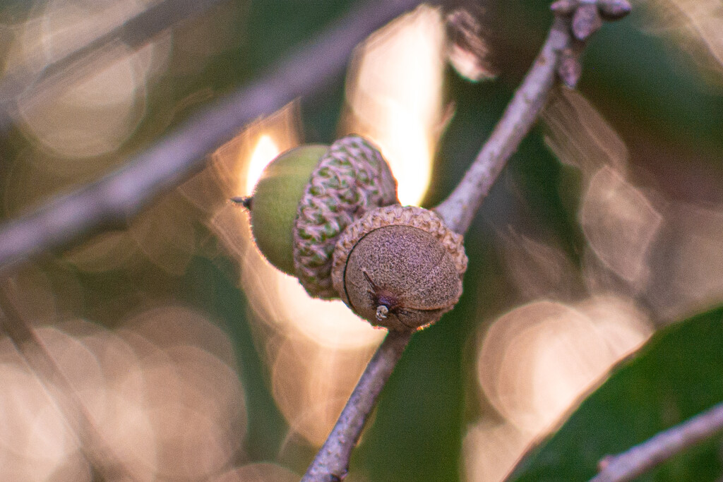 Willow Oak Acorns... by thewatersphotos