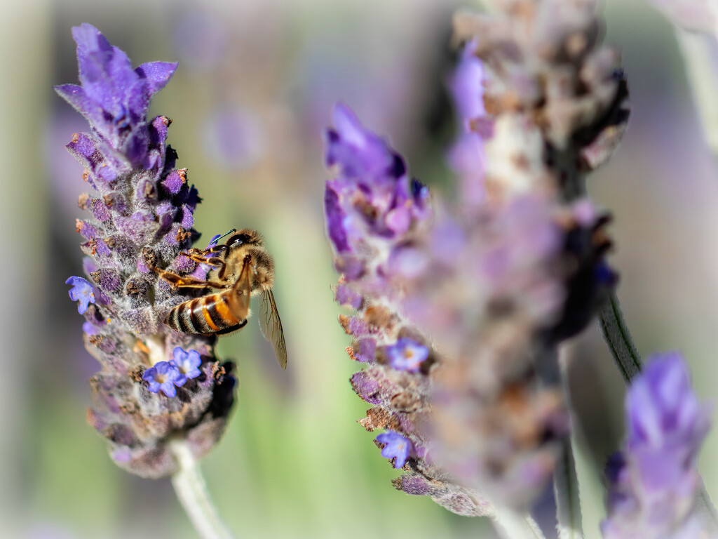 Thriving on the lavender by ludwigsdiana
