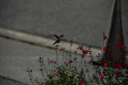 12th Sep 2023 - Humming Bird in The Front Yard