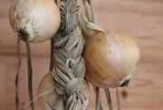 13th Sep 2023 - Hanging the Onions