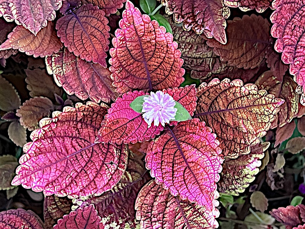 Flowering Coleus by congaree