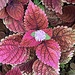 Flowering Coleus by congaree