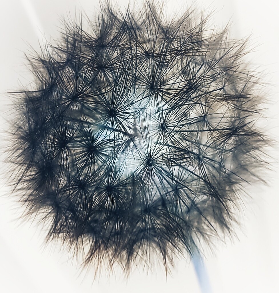 Dandelion...inverted by aq21