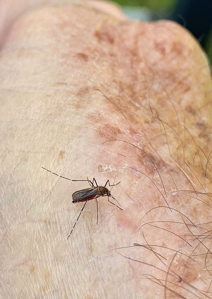 The first “soon to be dead” mosquito of the season.  by johnfalconer