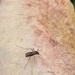 The first “soon to be dead” mosquito of the season.  by johnfalconer