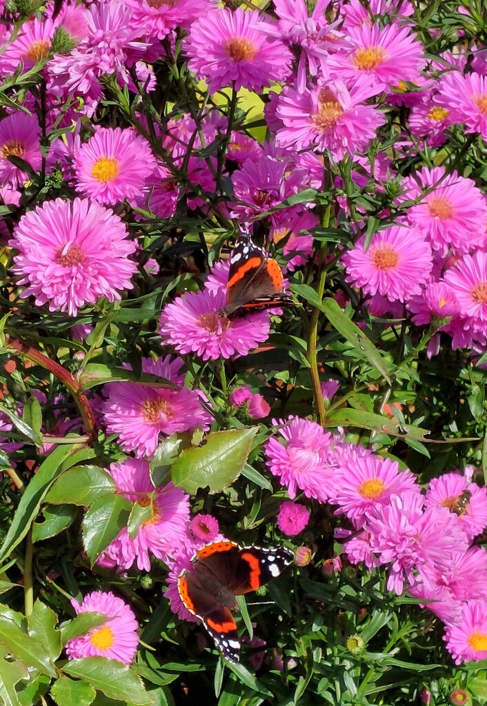 Butterflies in the garden  by samcat