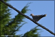 13th Sep 2023 - Collared dove