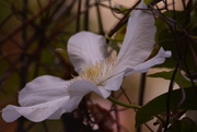 13th Sep 2023 - Clematis..........