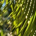 Palm Leaves  by cocokinetic