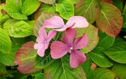 14th Sep 2023 - Changing colour leaves on the pink hydrangeas 