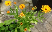 6th Sep 2023 - Calendula, from buds to flowers to seeds.
