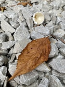 13th Sep 2023 - Found objects - dried leaf and egg shell