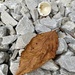 Found objects - dried leaf and egg shell by lizgooster