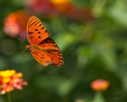 13th Sep 2023 - LHG_9558 Busy Beauty Fritillary