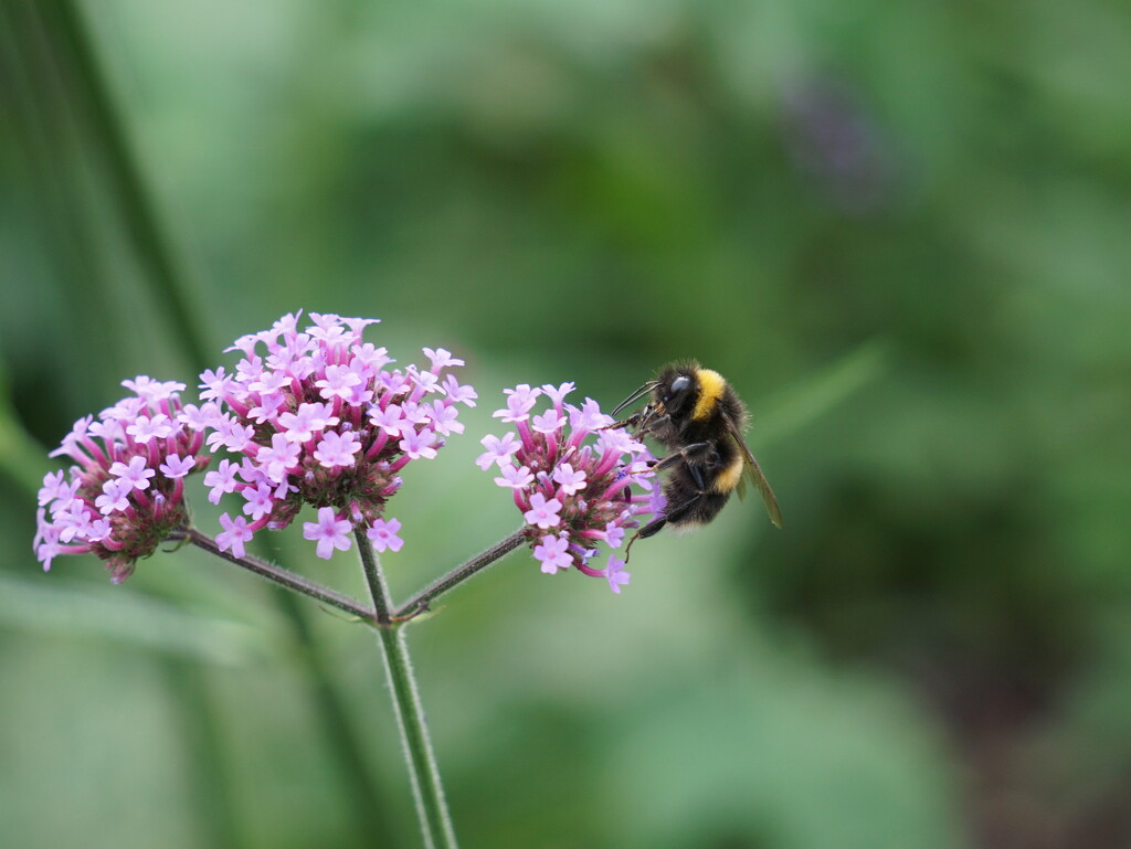 purple verbena with  bee by quietpurplehaze