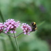 purple verbena with  bee