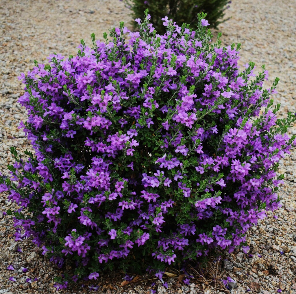 9 12 Purple Bush by sandlily
