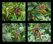 13th Sep 2023 - Seed Pods 2