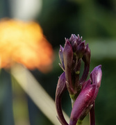 10th Sep 2023 - orchid buds