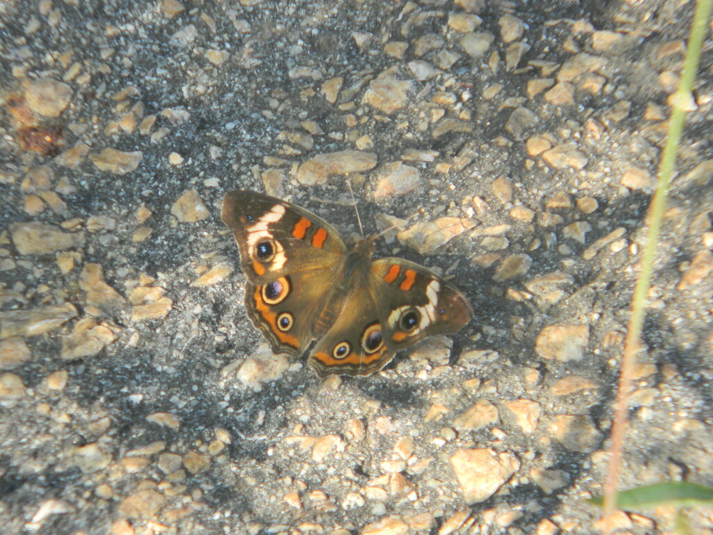 Butterfly in Parking Lot  by sfeldphotos