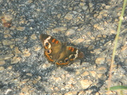 13th Sep 2023 - Butterfly in Parking Lot 