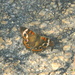 Butterfly in Parking Lot  by sfeldphotos
