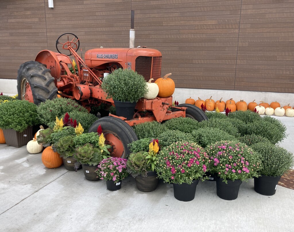 Fall display at a local store  by mltrotter