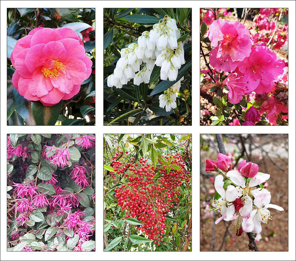 Botanic Garden Flowers by onewing