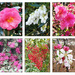 Botanic Garden Flowers by onewing
