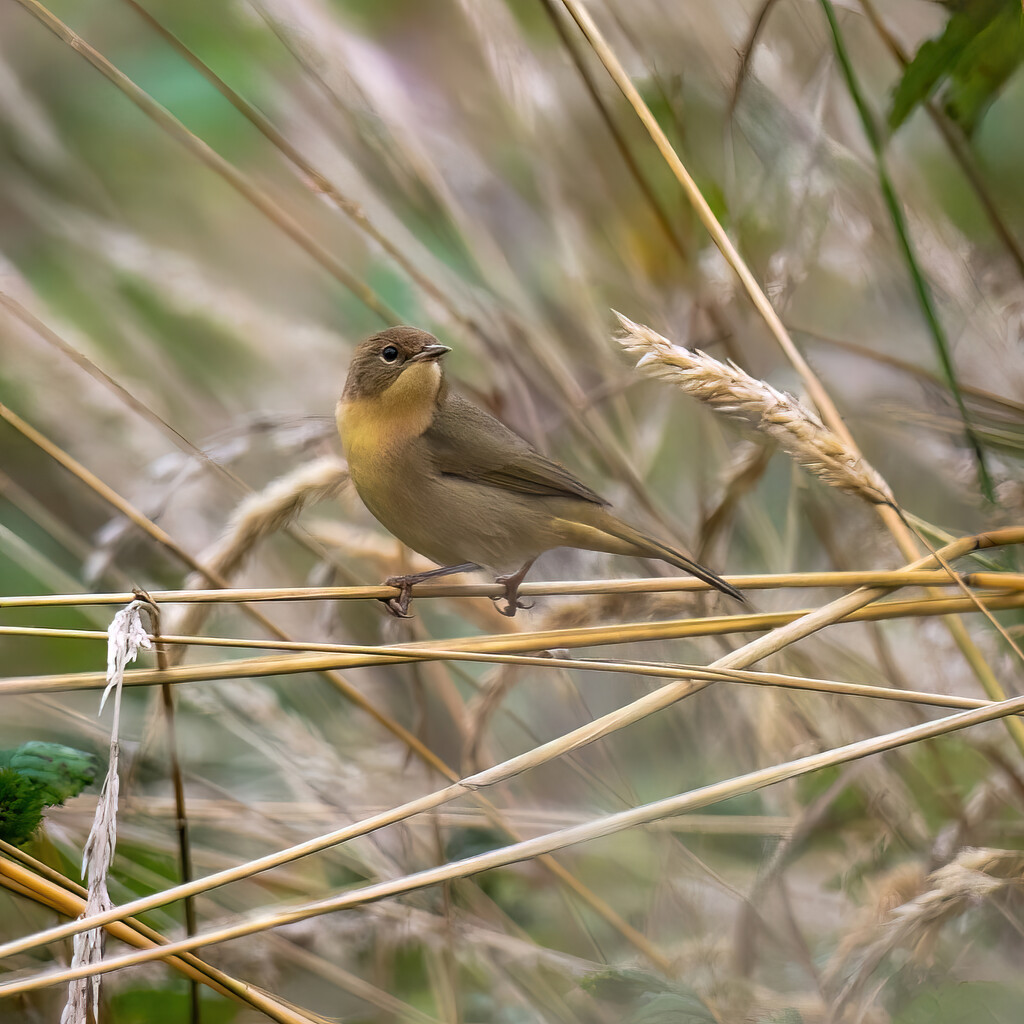 Lady Wilson's Warbler by nicoleweg