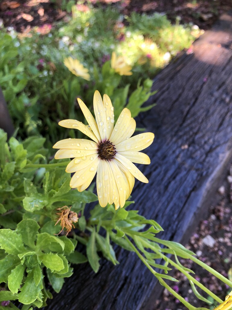 African Daisy by loweygrace