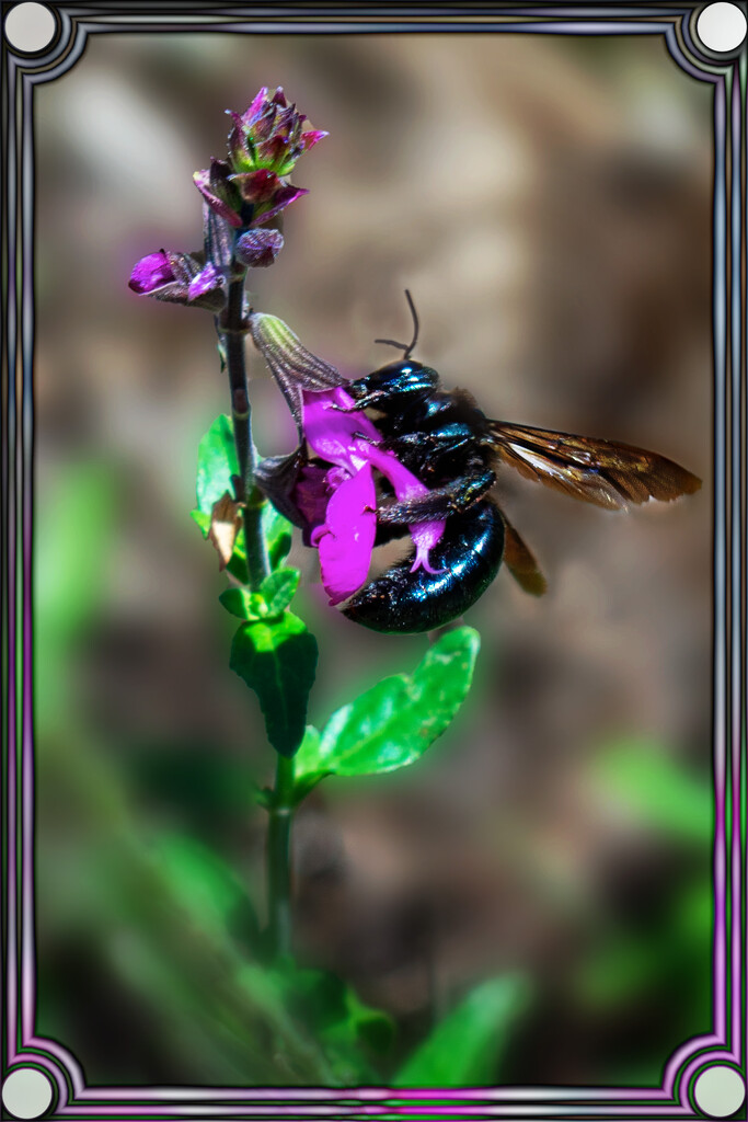 Carpenter Bee by 365projectorgchristine