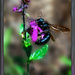 Carpenter Bee by 365projectorgchristine