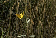 5th Sep 2023 - Orange Sulphur