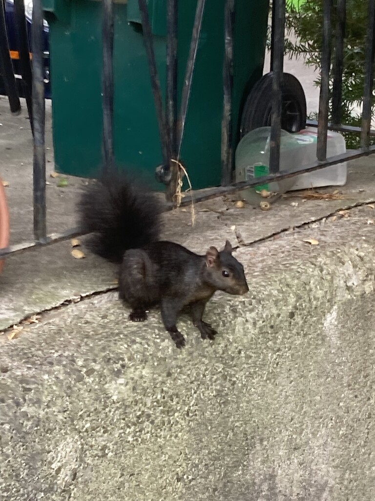 Squirrel Again  by spanishliz