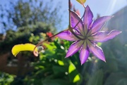 14th Sep 2023 - Through the clematis 