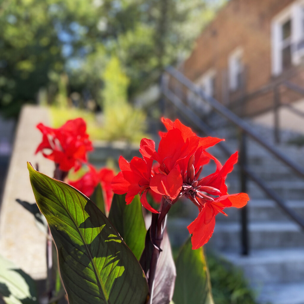 Red Flowers By The Steps by yogiw