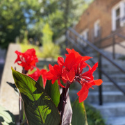 13th Sep 2023 - Red Flowers By The Steps