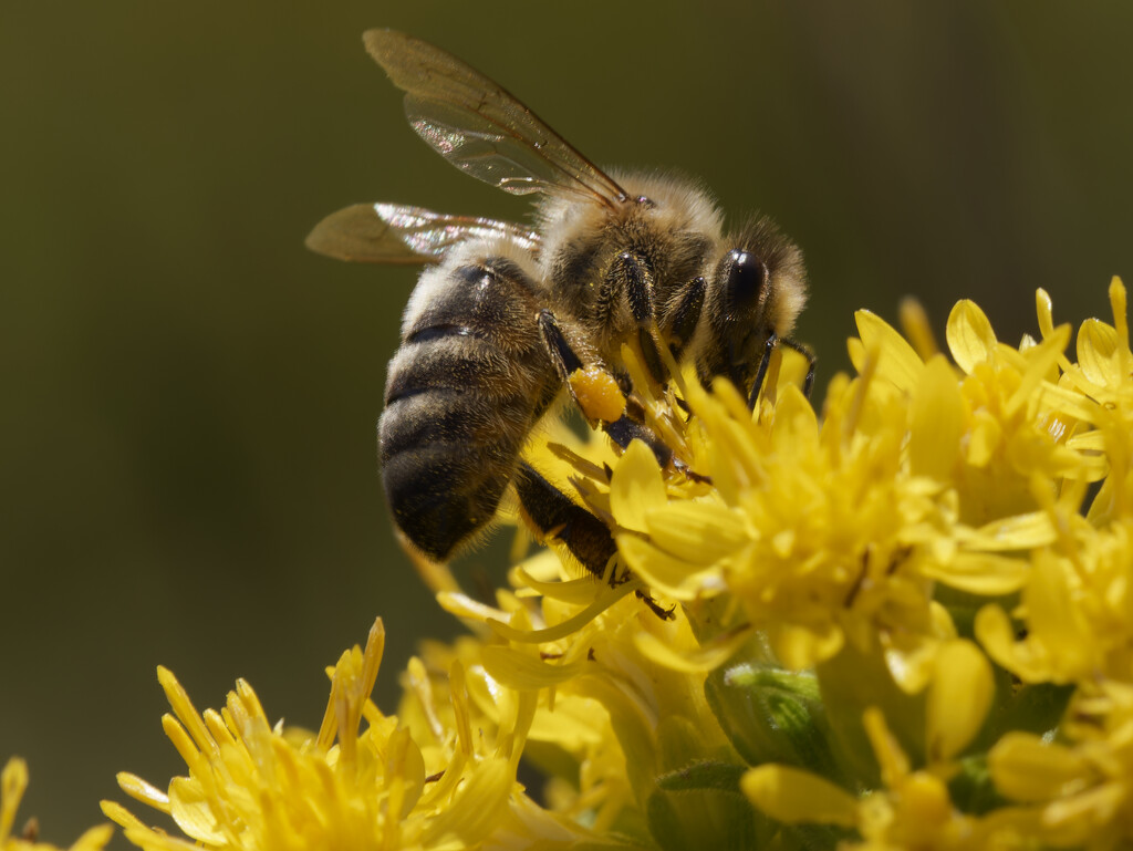 Western honeybee on goldenrod  by rminer
