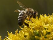 14th Sep 2023 - Western honeybee on goldenrod 