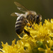 Western honeybee on goldenrod  by rminer